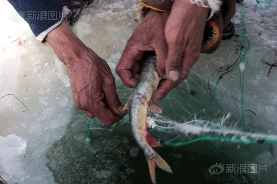 青海湖护鱼人