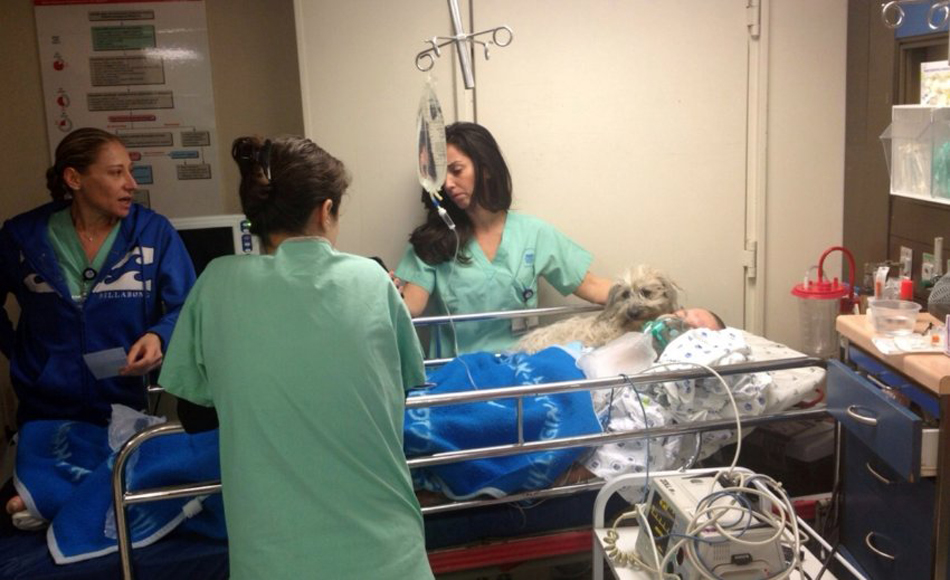 以色列男子患病住院 宠物犬不离不弃守在病床上