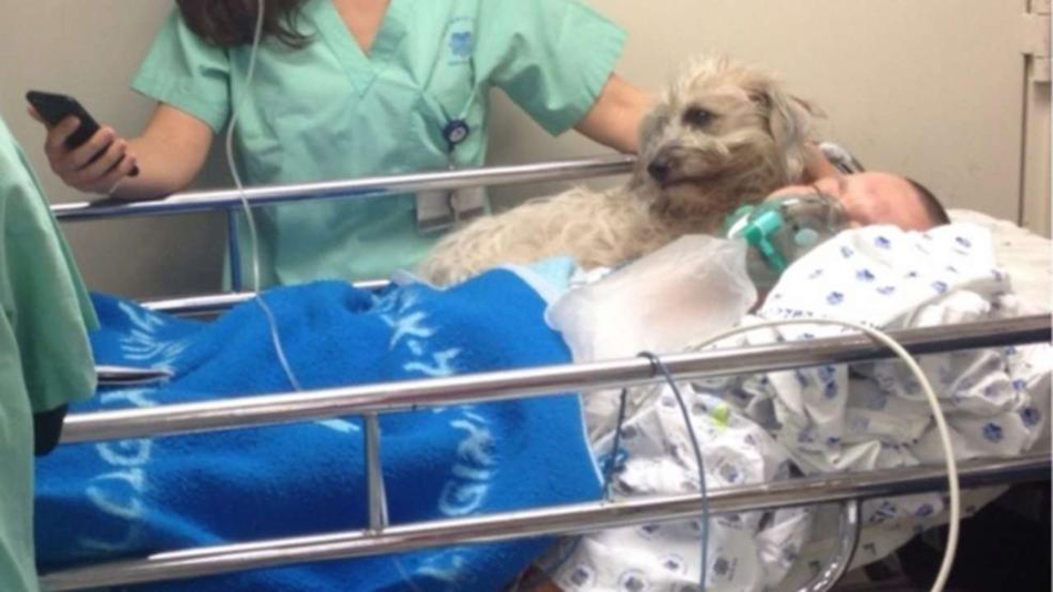 以色列男子患病住院 宠物犬不离不弃守在病床上