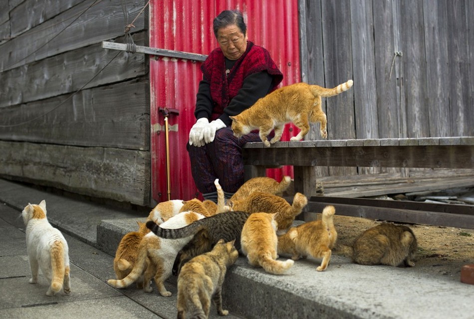 探访日本“猫岛”猫咪的幸福生活