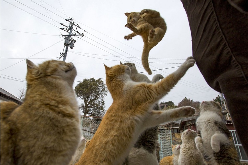 探访日本“猫岛”猫咪的幸福生活