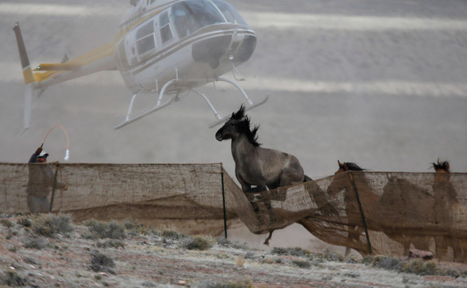 美国土地管理局动用直升机围捕野马