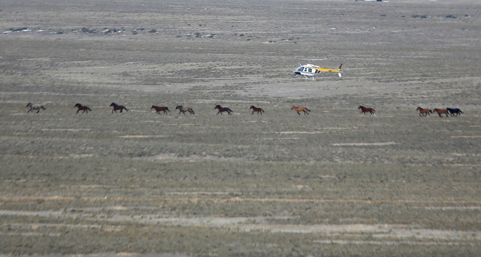 美国土地管理局动用直升机围捕野马