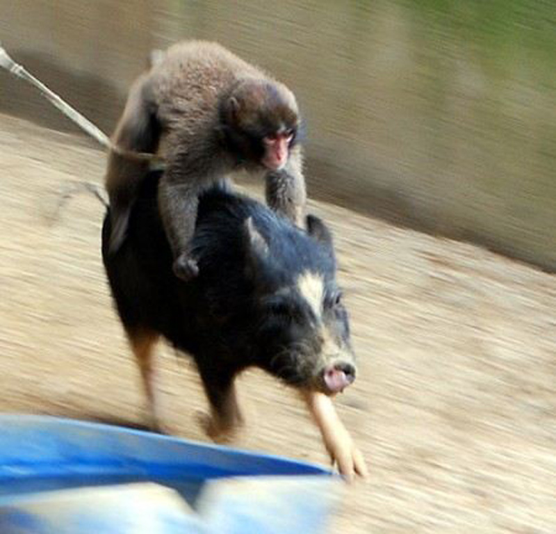 盘点动物界异类“搭便车” 猴子骑猪引人爆笑
