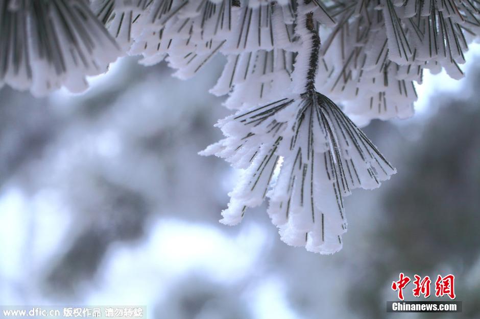 江西庐山雾凇雨淞冰挂“三景同现”