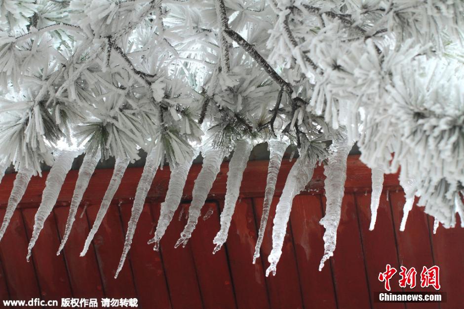 江西庐山雾凇雨淞冰挂“三景同现”
