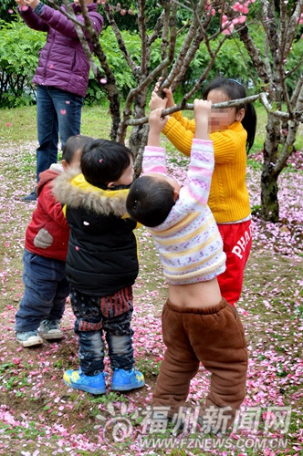 福州：为拍照游客摇落“桃花雨”
