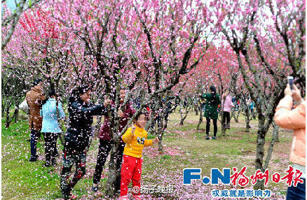 福州：为拍照游客摇落“桃花雨”