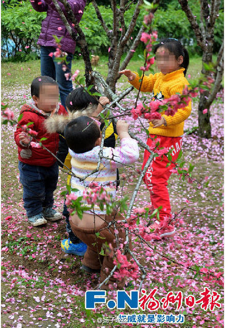 福州：为拍照游客摇落“桃花雨”