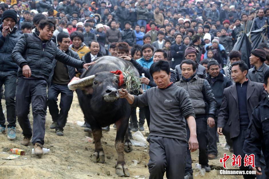 贵州从江新年首场斗牛大赛 场面壮观