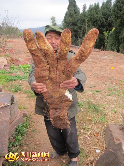 四川大爷种出29斤奇特蔬菜 长4根“大手指”