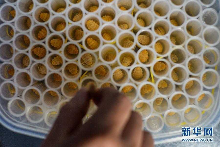 植树节探访“天敌战队” 以虫治虫守林护树