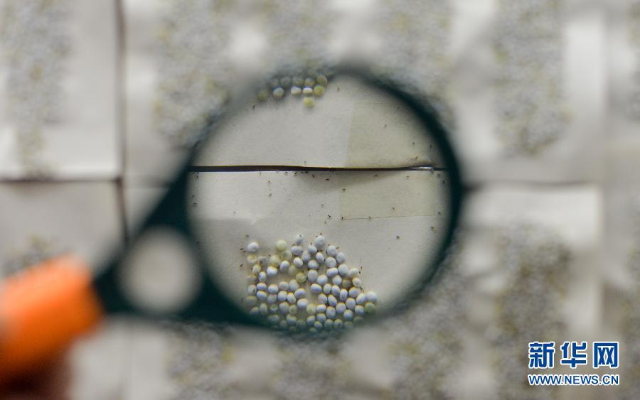 植树节探访“天敌战队” 以虫治虫守林护树