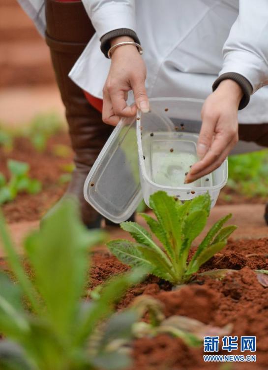 植树节探访“天敌战队” 以虫治虫守林护树