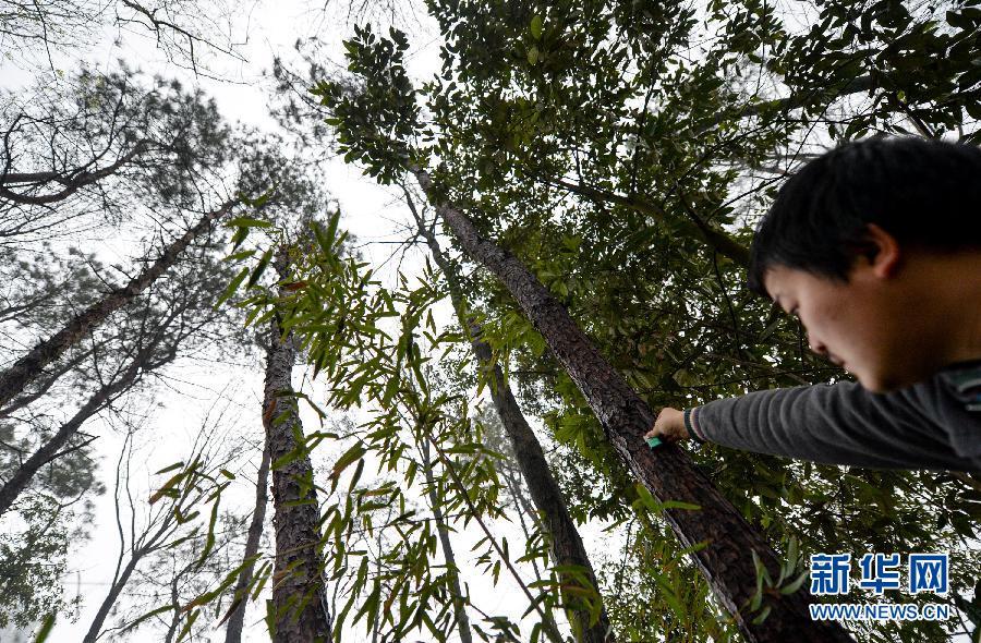 植树节探访“天敌战队” 以虫治虫守林护树