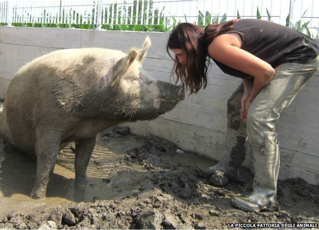 意大利女子拯救猪 避免它们变成火腿