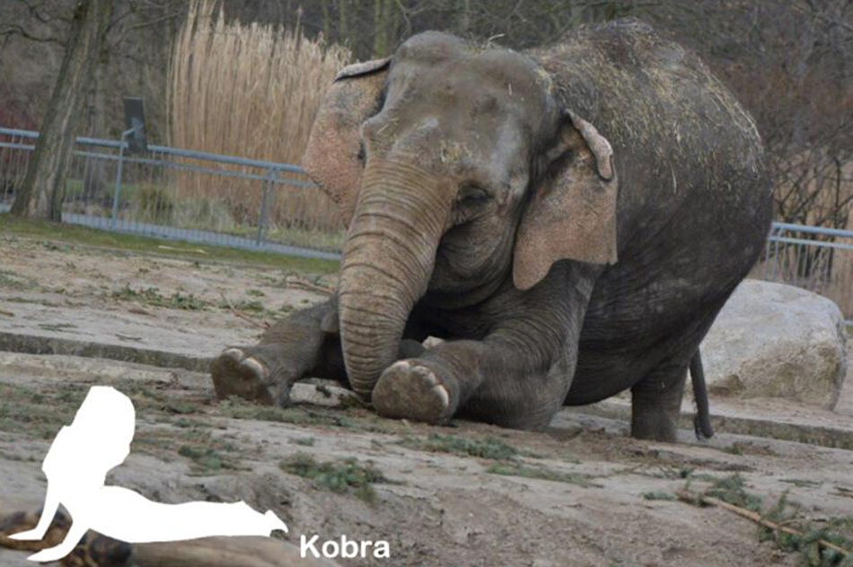 德国动物园42岁“瑜伽大象”火爆网络