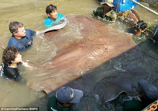 泰国捕获720斤魔鬼鱼