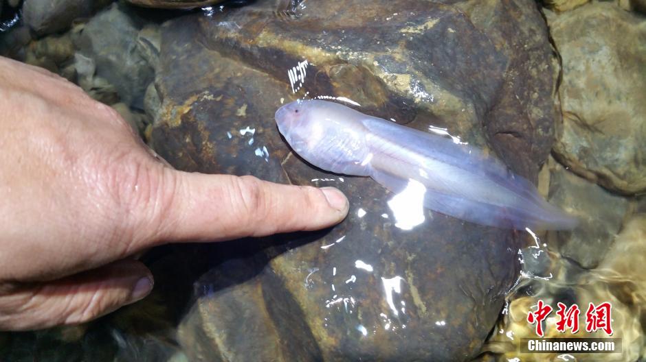 贵州遵义洞穴发现14厘米长巨无霸蝌蚪