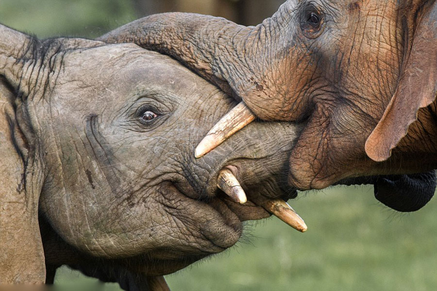 非洲大象用长鼻演绎"爱的抱抱"