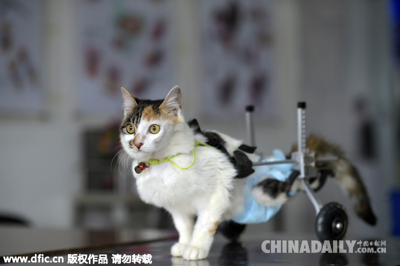 重庆8个月大“猫坚强”后肢丧志行走功能仍顽强存活