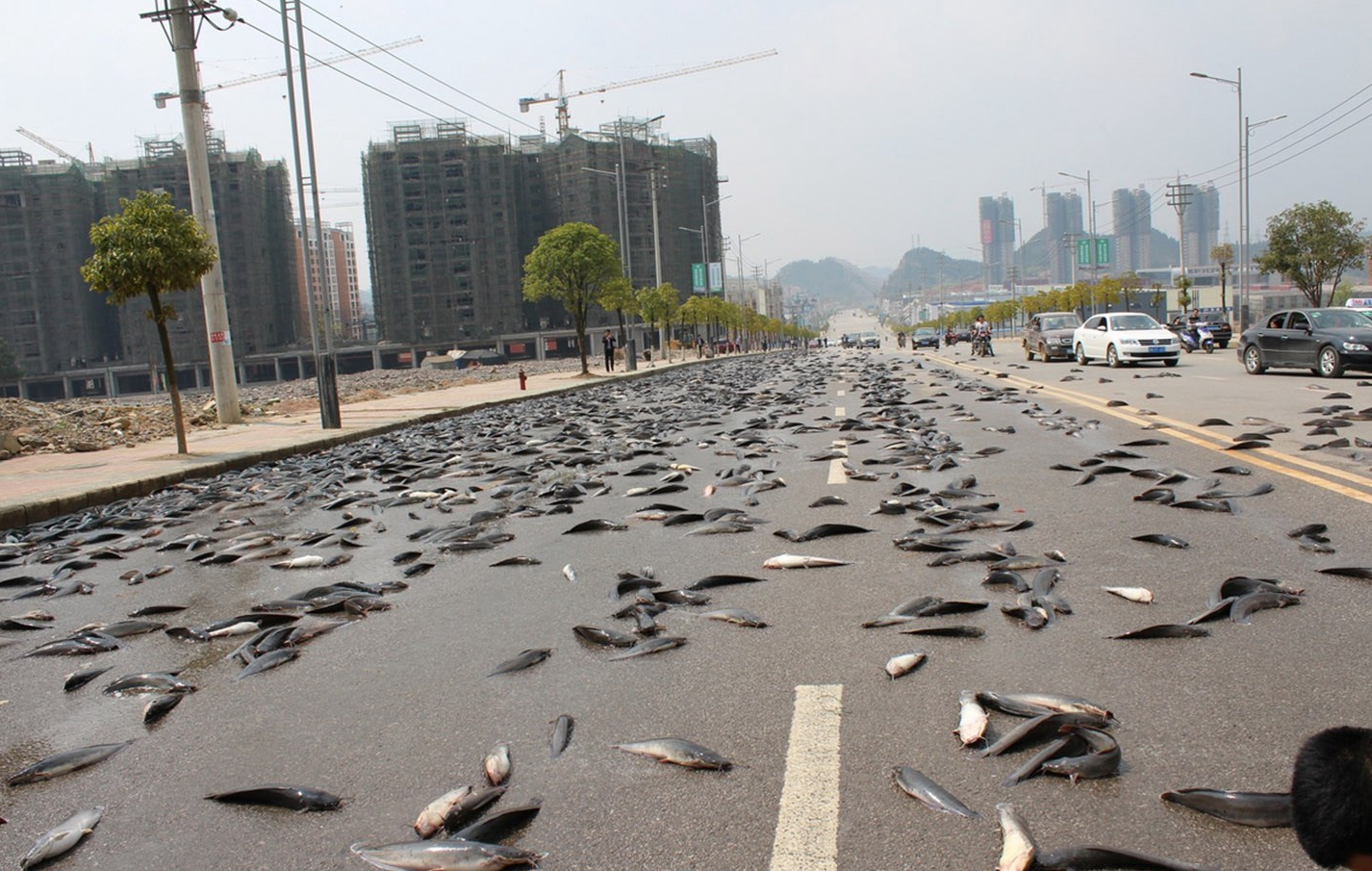 贵州万斤鲶鱼散落一地 公路瞬间成鱼池