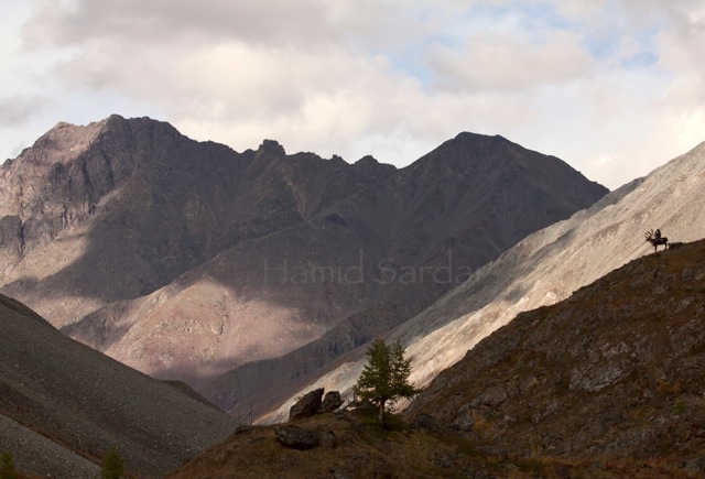一个生活在深山、与驯鹿为生的蒙古部落