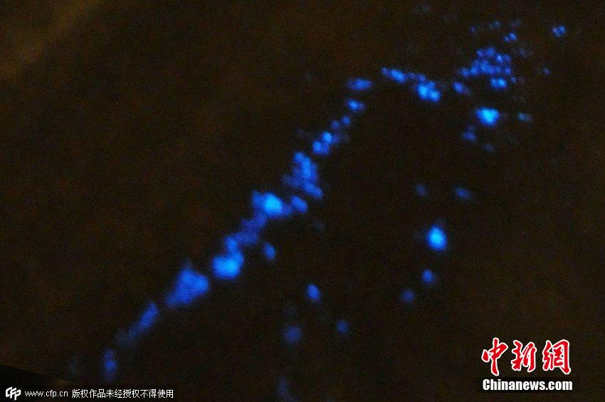 青岛海水浴场现蓝色夜光藻如星河闪亮