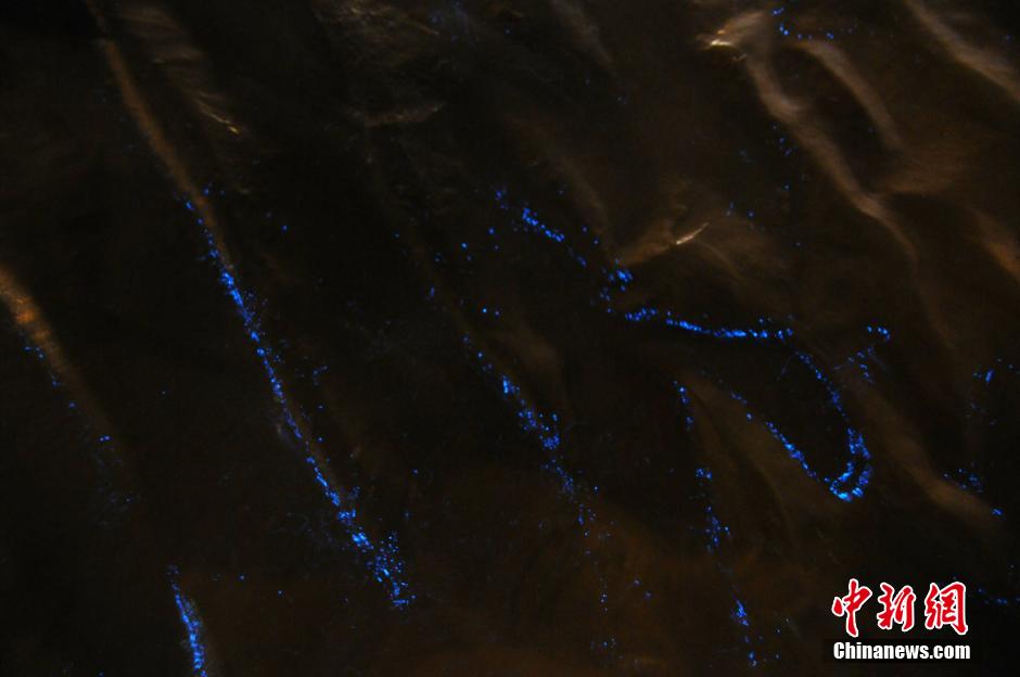 青岛海水浴场现蓝色夜光藻如星河闪亮