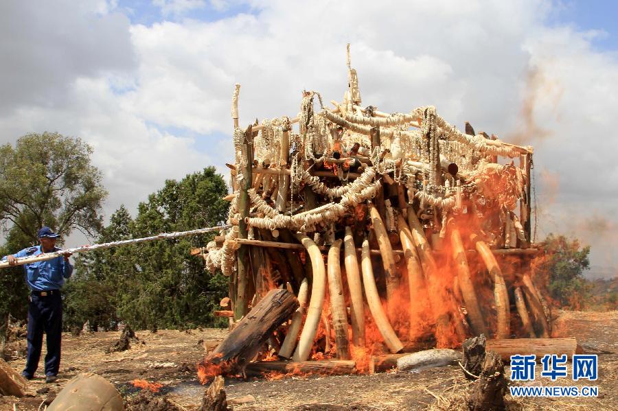 埃塞俄比亚政府销毁6.1吨非法象牙及制品