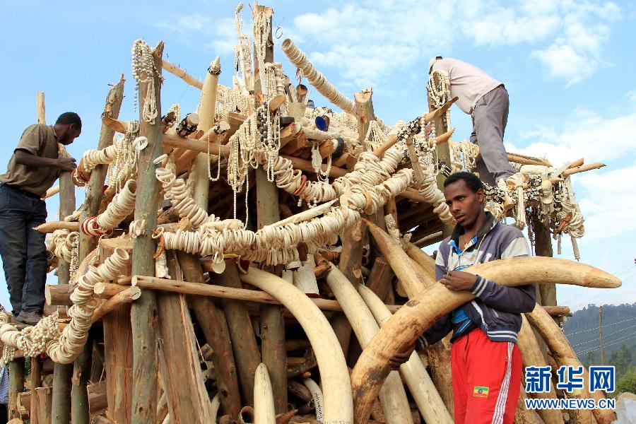 埃塞俄比亚政府销毁6.1吨非法象牙及制品