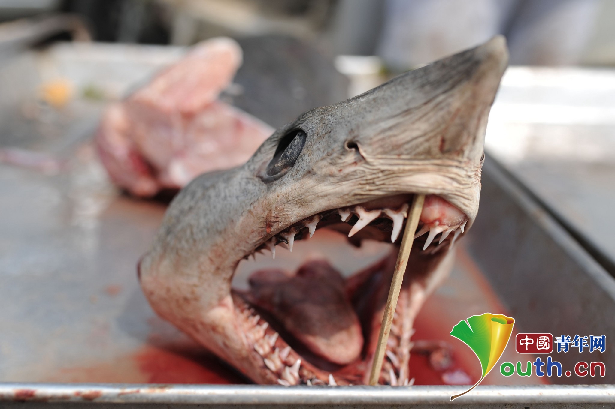 图为被切割下来的幼鲨鱼头,样子狰狞恐怖.