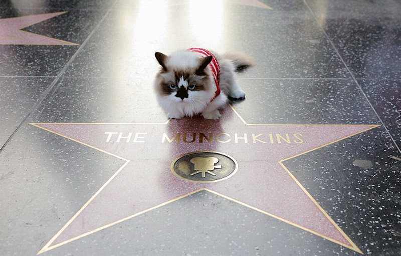 美国小猫扮电影角色 明星装扮爆红网络