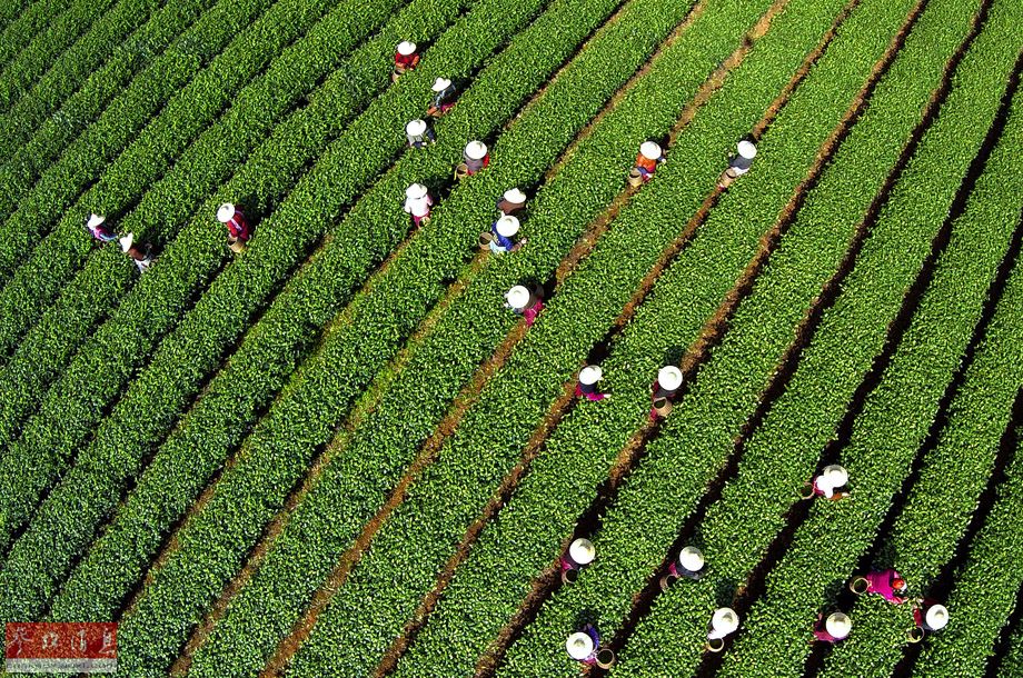 杭州茶叶开摘 航拍工人采茶壮观场景