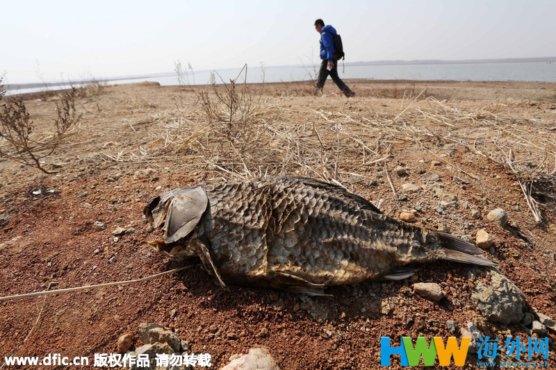 山东潍坊遭遇持续干旱 水库滩涂裸露小鱼成“鱼干”