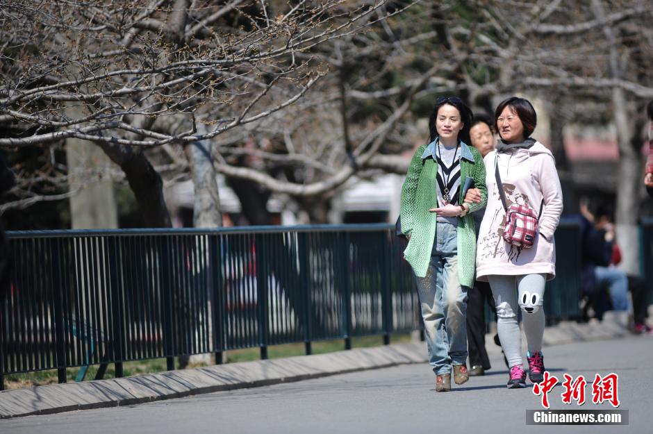 青岛樱花大道加装护栏引热议