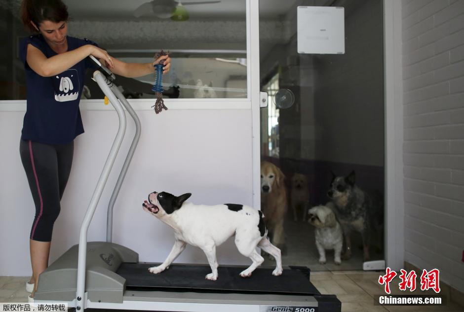 巴西圣保罗现“托狗所” 宠物狗跑步机上健身