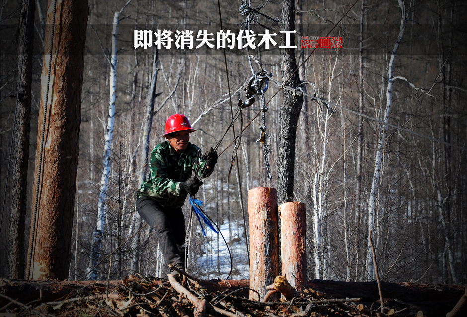 大兴安岭即将消失的伐木工