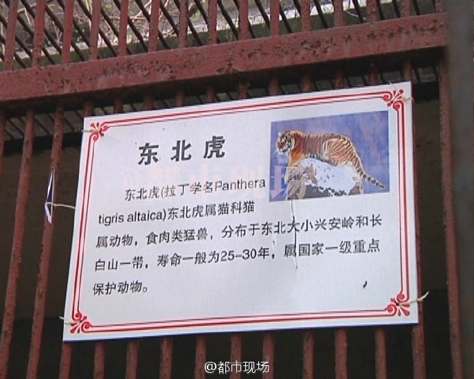 江西宜春一公园一名工作人员被老虎咬死