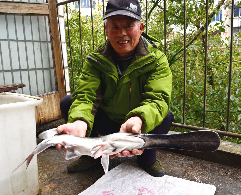 安徽巢湖：老人垂钓钓出一条“怪鱼”