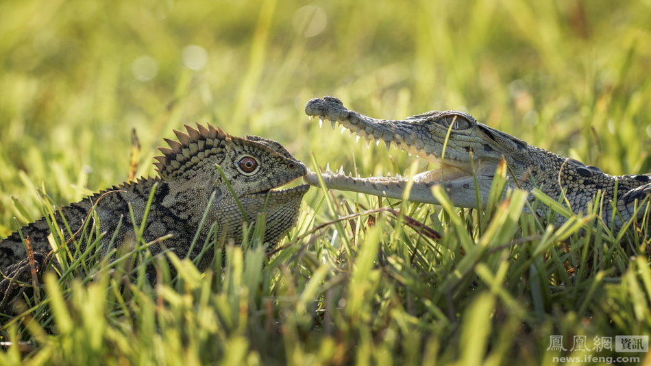 蜥蜴与鳄鱼的友谊