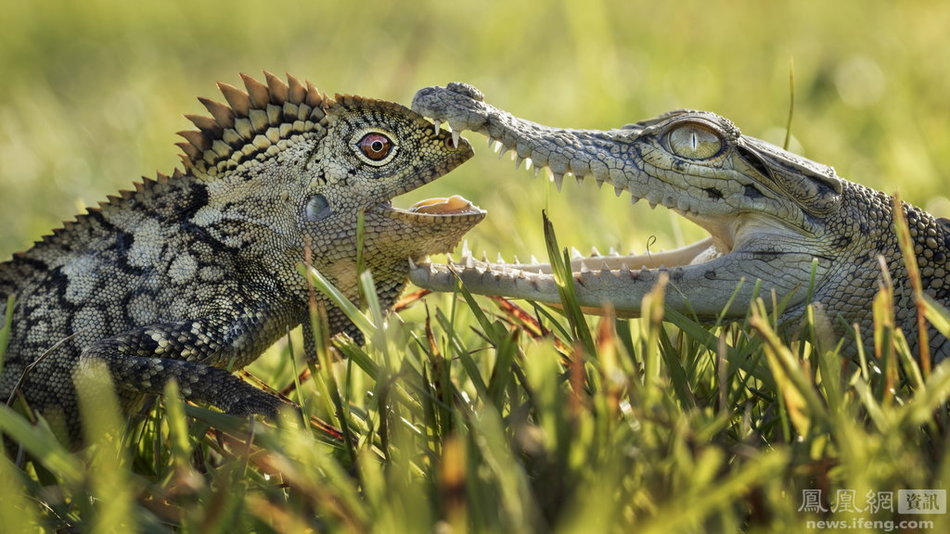 蜥蜴与鳄鱼的友谊