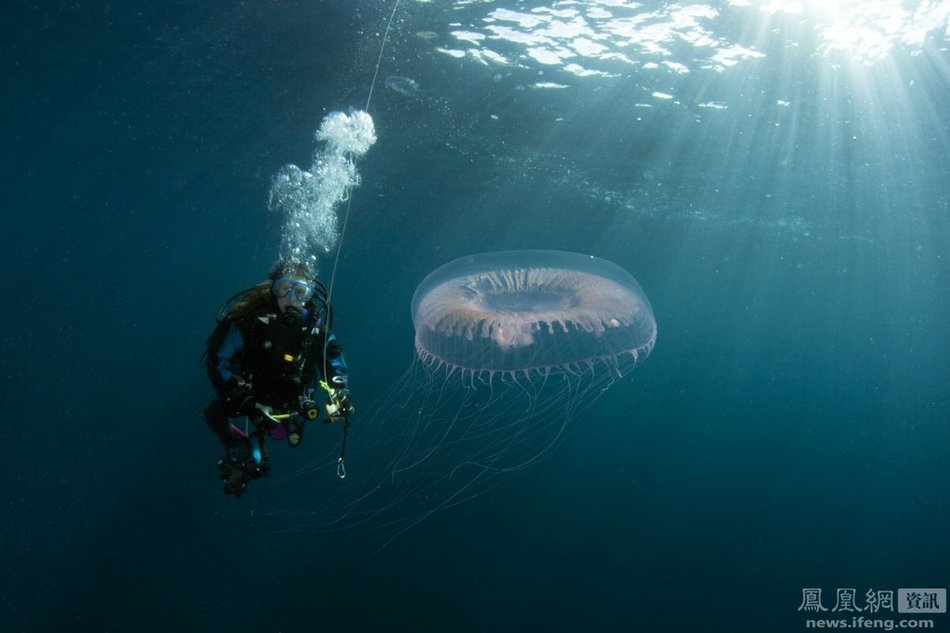 摄影师拍摄苏格兰海域水母栖息地