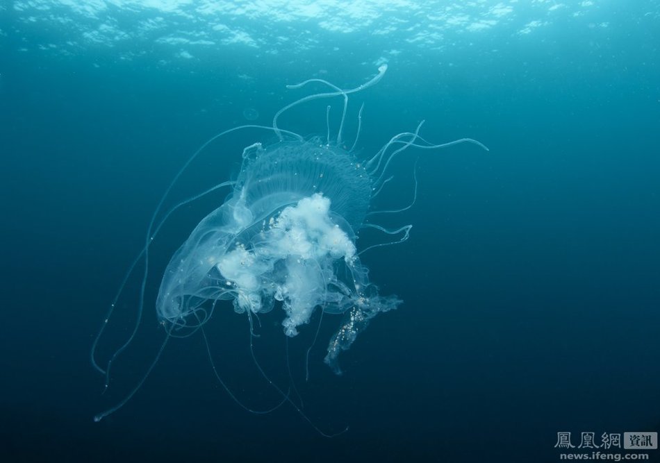 摄影师拍摄苏格兰海域水母栖息地