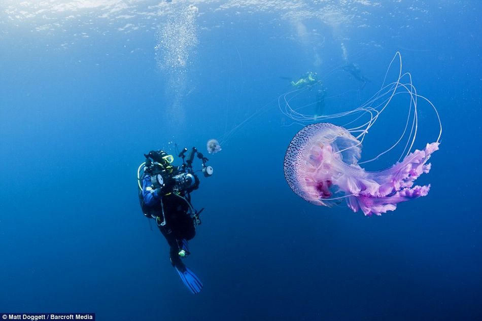 摄影师深海拍摄罕见紫色水母