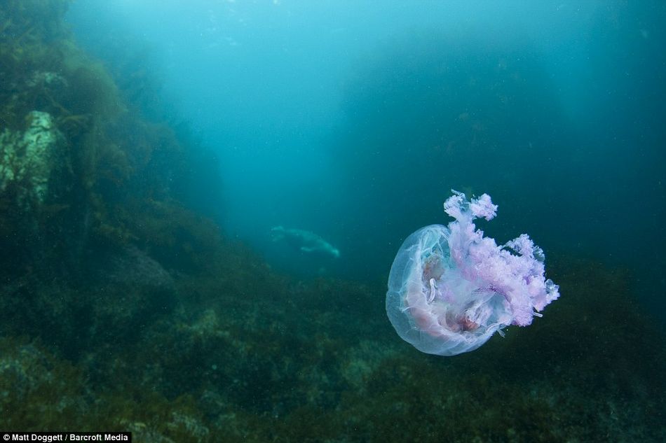 摄影师深海拍摄罕见紫色水母