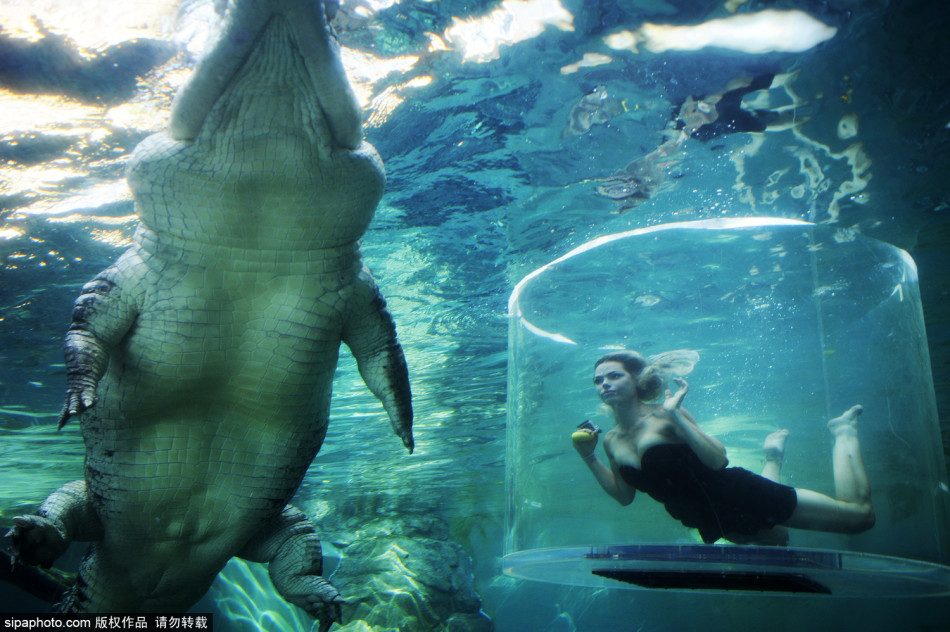 澳洲性感女星与巨鳄水下拍写真