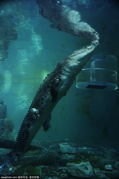 澳洲性感女星与巨鳄水下拍写真