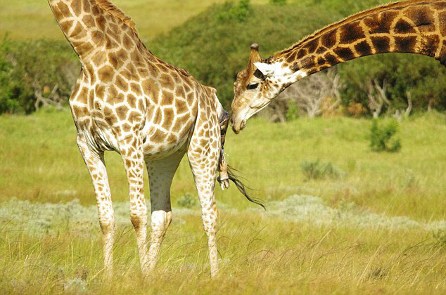 南非野生长颈鹿生宝宝 游客目睹全程