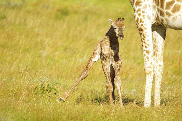南非野生长颈鹿生宝宝 游客目睹全程